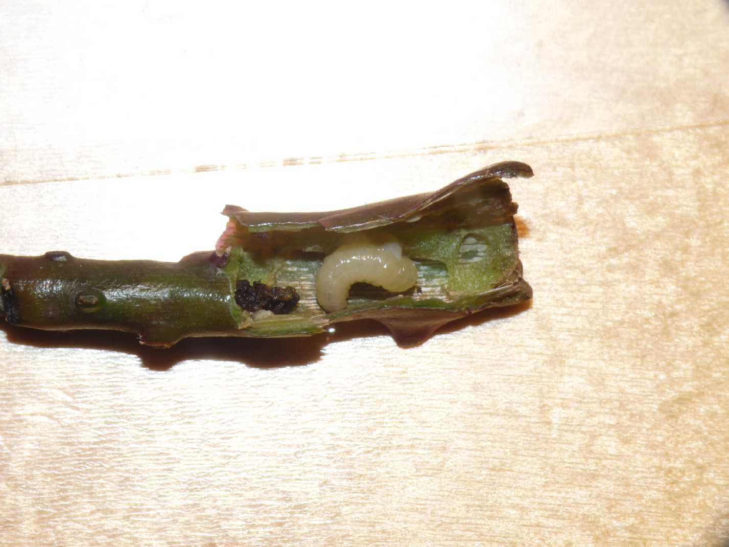 Il killer delle rose (Curculionidae?)
